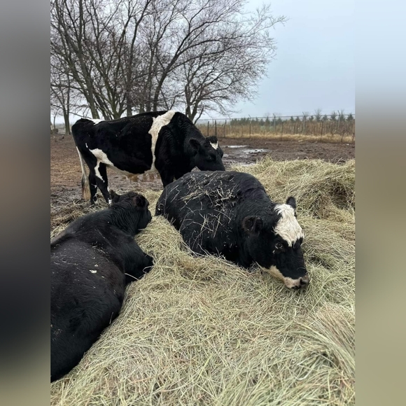 Cows cows and more cows - Picture 4 of 12